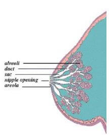 Origin of Pimple on Nipple