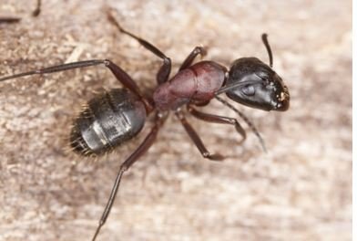 carpenter ants