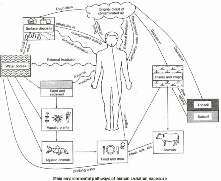 chernobyl disaster nuclear radiation exposure effects pathway