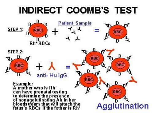 indirect coombs test