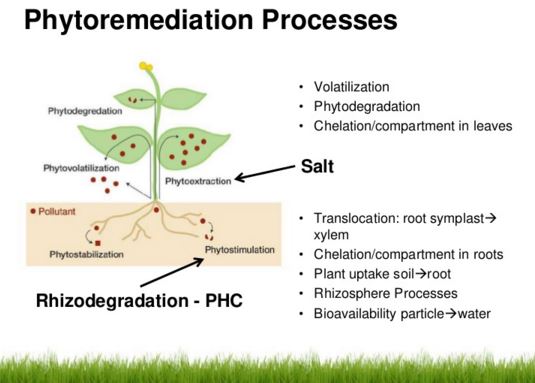 phytoremediation process