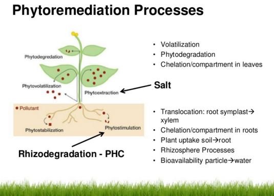 phytoremediation process