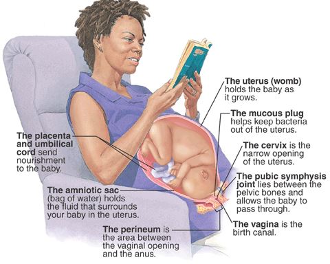 pregnancy uterus womb Braxton hicks contraction