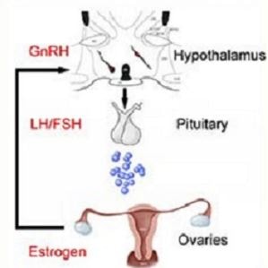 premature ovarian failure pathogenesis