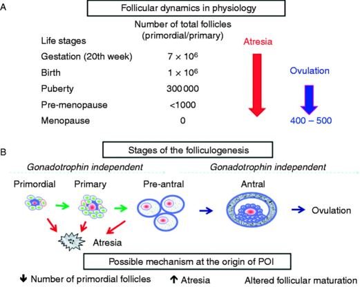 premature ovarian failure pathology