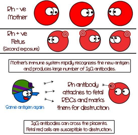 rh incompatibility pathogenesis