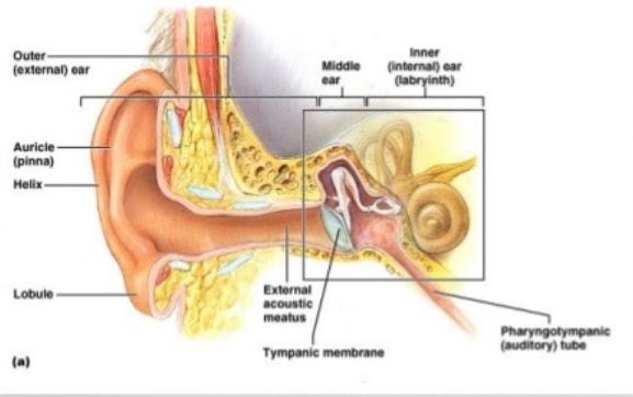 ear-anatomy-canals-external-internal-and-middle-ear-4