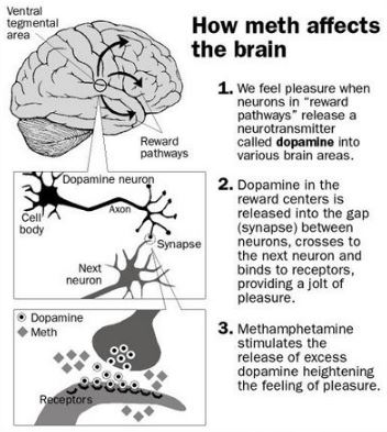 methamphetamine-affects-on-brain-symptoms-overdose-treatment