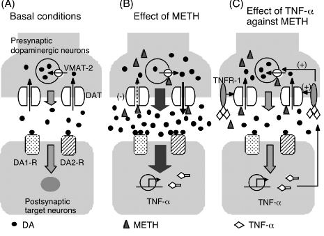 methamphetamine-overdose-mechanism-of-action