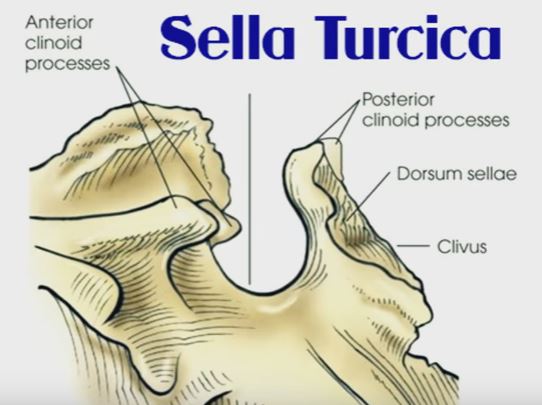 sella-turcica-anatomy