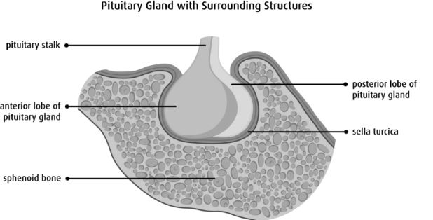 sella-turcica-with-pituatary-gland-sphenoid-bone