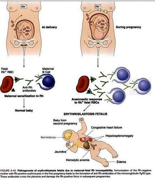 rh negative immune to diseases