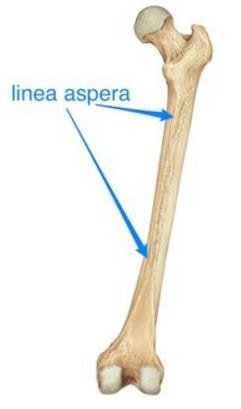 linea-aspera-picture