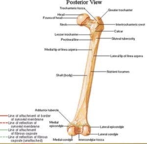 Linea Aspera of Femur - Location, Anatomy, Function, Types