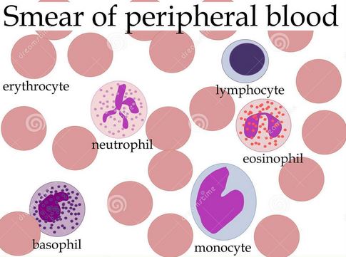 Peripheral Blood Smear Study microscopy