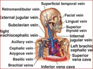 Lemierre Syndrome - Symptoms, Treatment, Symptoms,