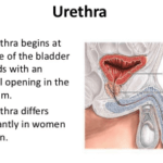 Urethra defination