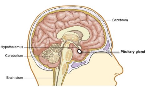 pituitary gland location
