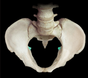 Ischial Spine picture 3